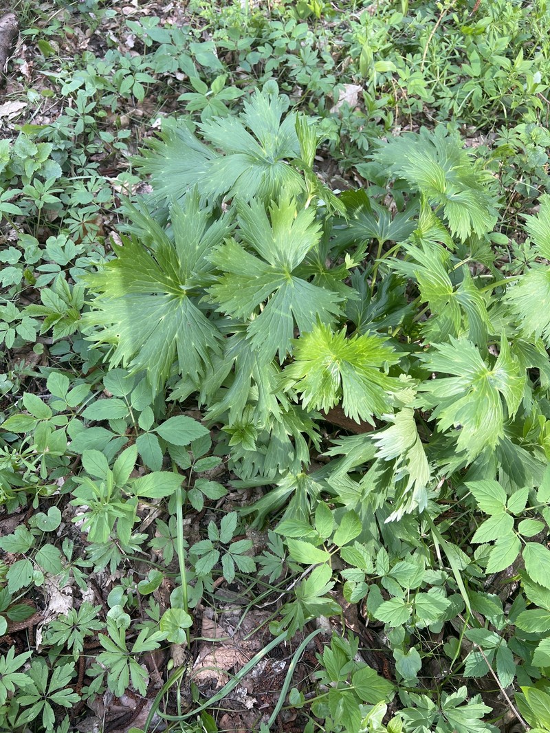 Aconitum moldavicum nothosubsp. porcii photo 6