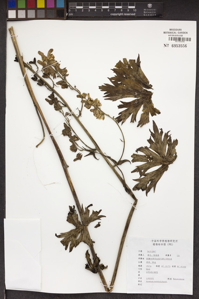 Aconitum monticola