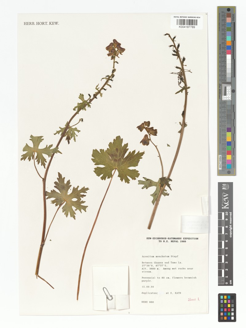 Aconitum moschatum