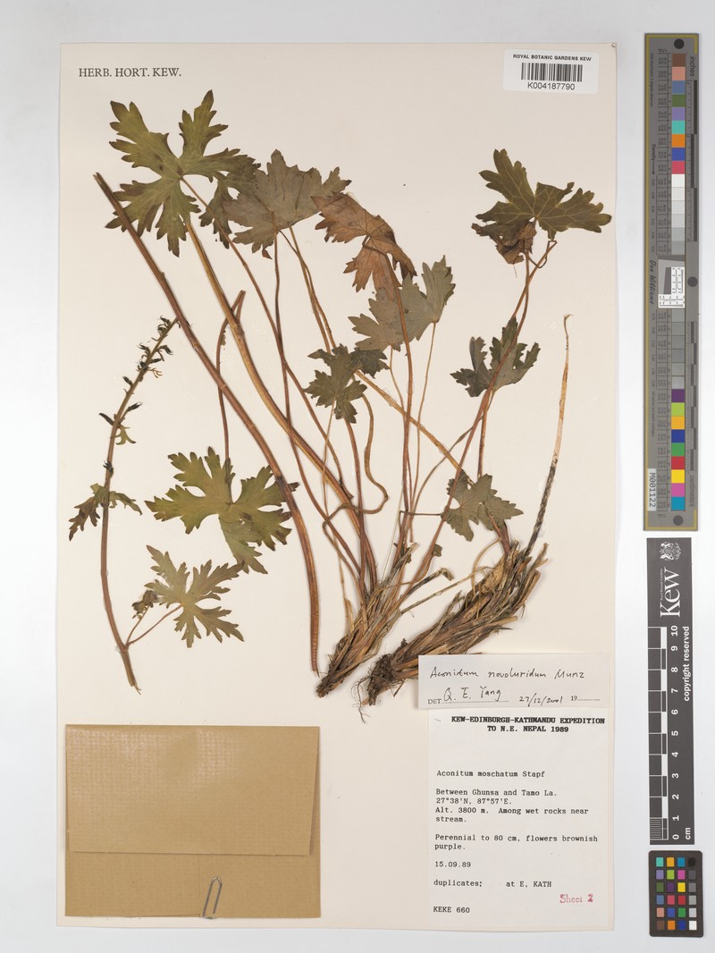Aconitum moschatum photo 2
