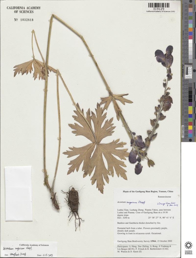 Aconitum nagarum