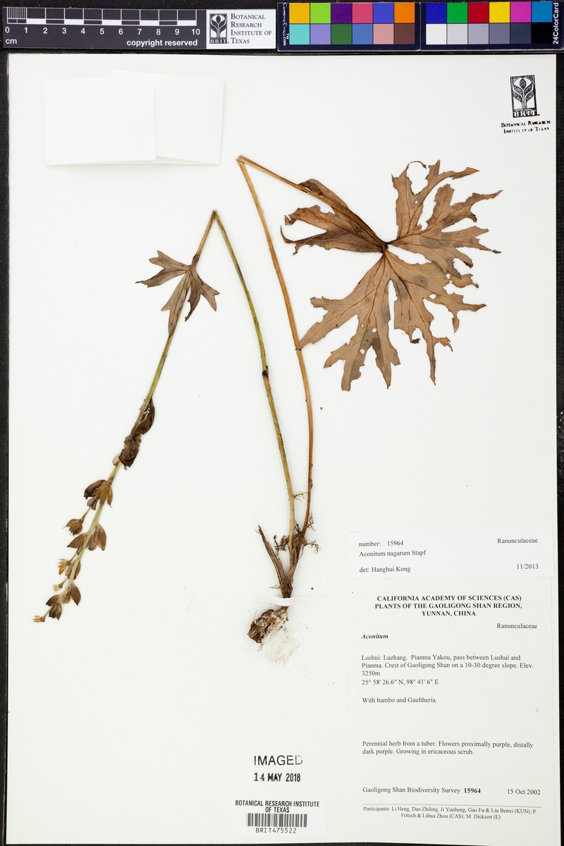 Aconitum nagarum photo 2