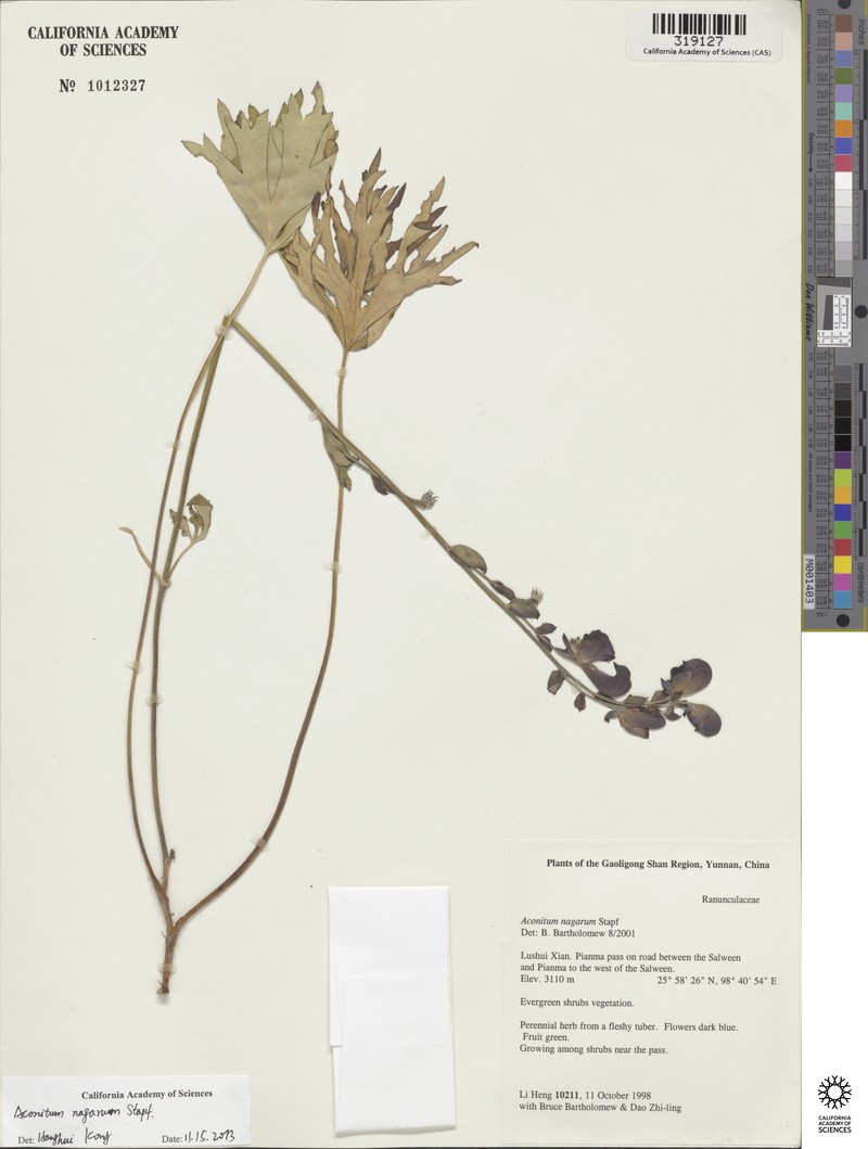 Aconitum nagarum photo 3