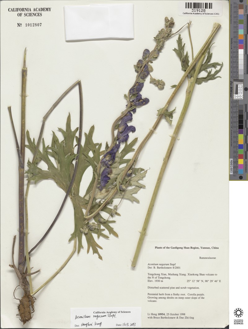 Aconitum nagarum photo 4