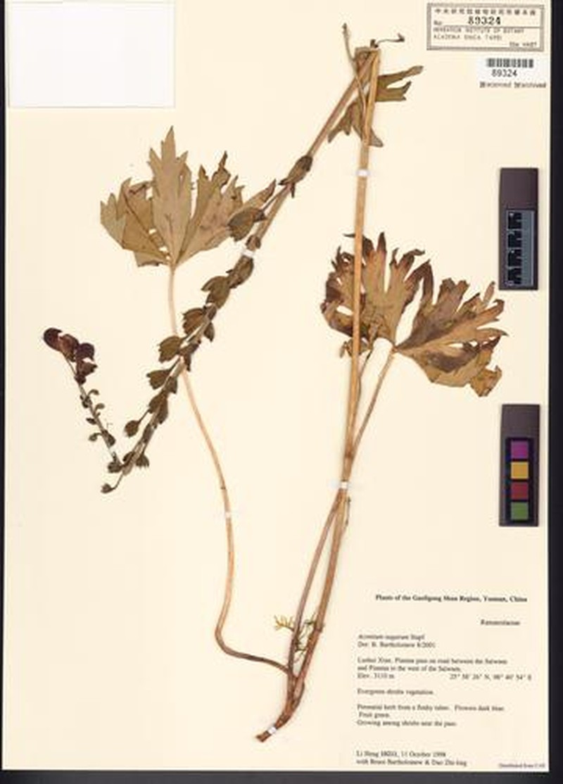 Aconitum nagarum photo 5