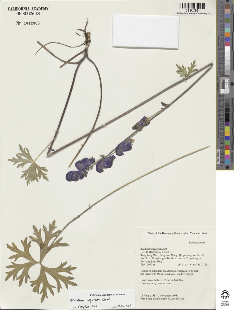 Aconitum nagarum photo 6