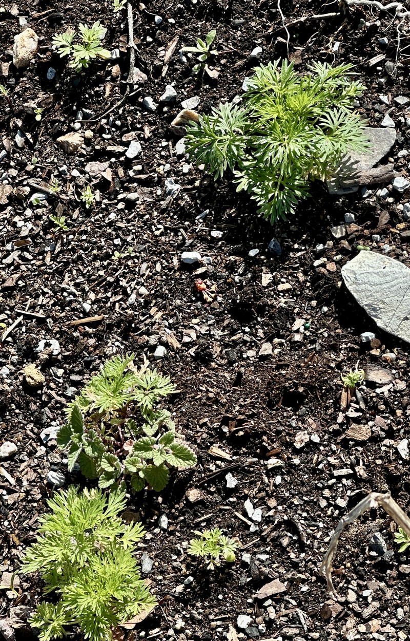 Aconitum napellus nothosubsp. hinterhuberi photo 2