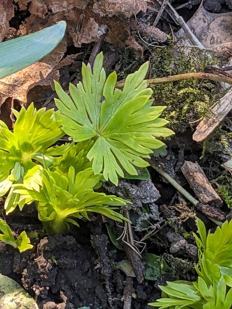 Aconitum napellus nothosubsp. hinterhuberi photo 5
