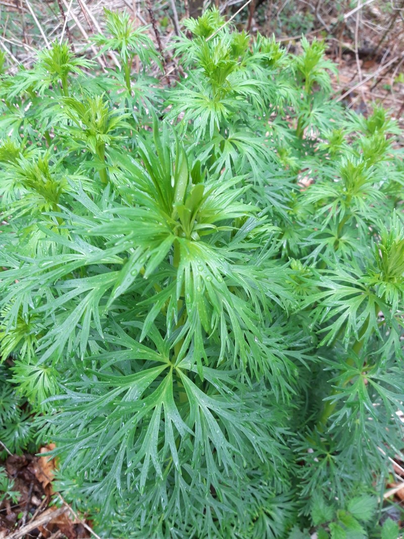 Aconitum napellus nothosubsp. polatschekii photo 3