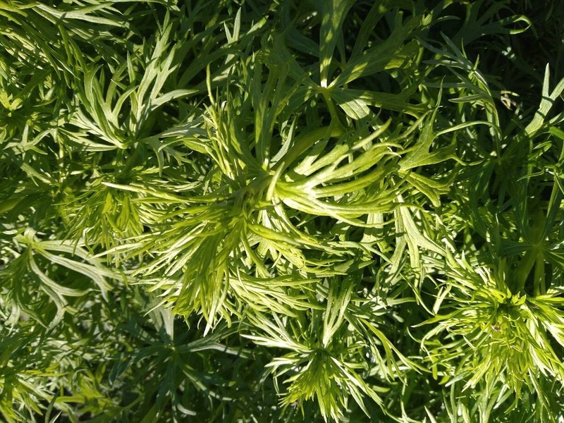Aconitum napellus nothosubsp. polatschekii photo 4