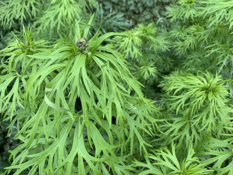 Aconitum napellus nothosubsp. seitzii