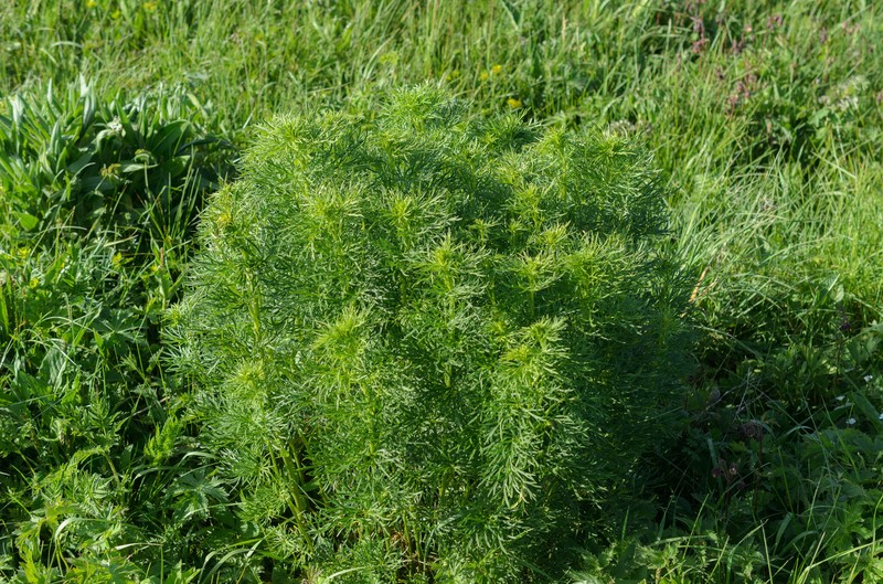 Aconitum napellus subsp. napellus