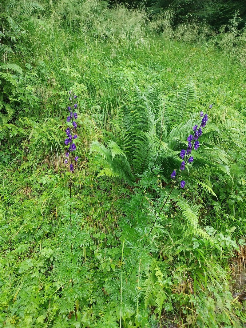 Aconitum napellus subsp. napellus photo 2