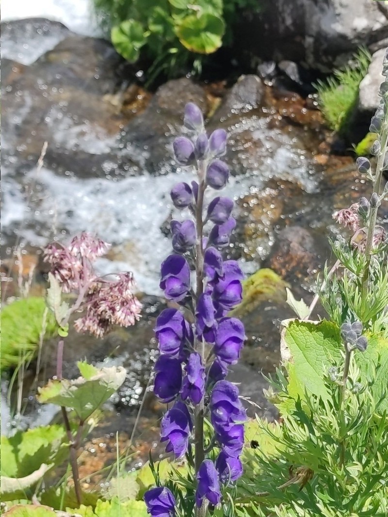 Aconitum napellus subsp. napellus photo 3