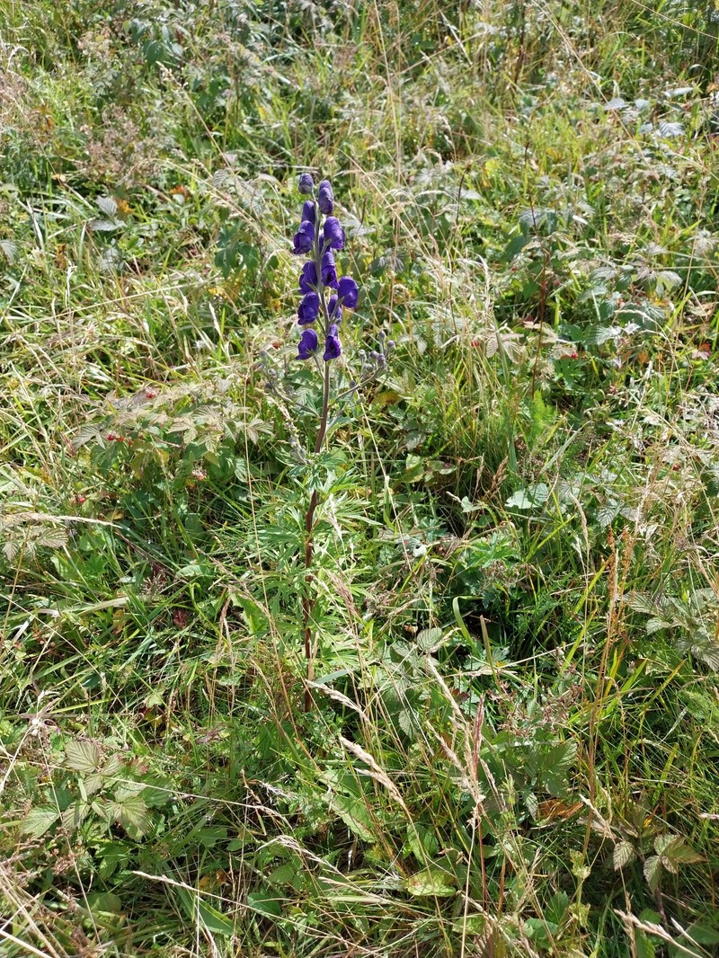 Aconitum napellus subsp. napellus photo 4