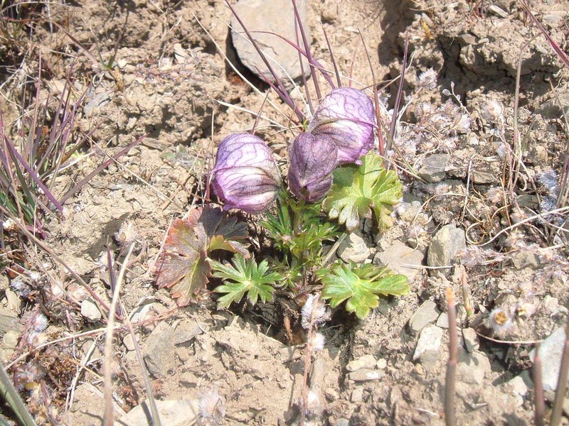 Aconitum naviculare