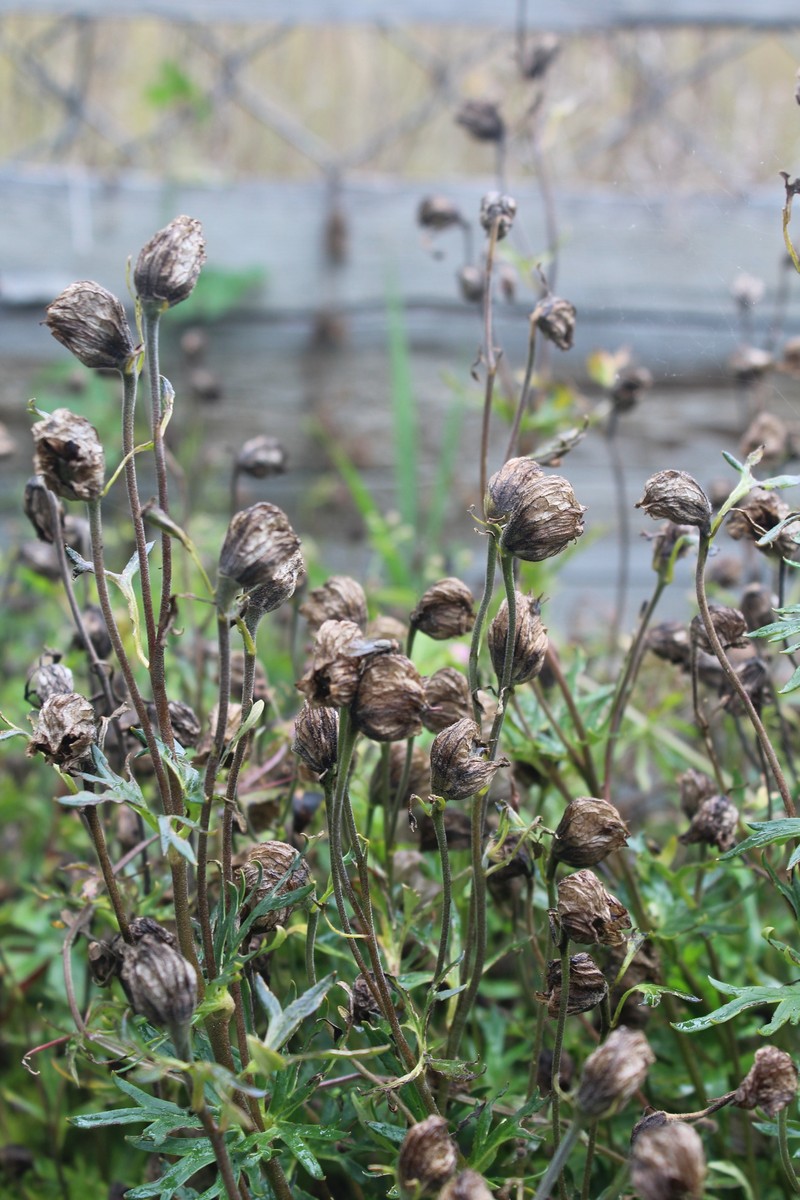 Aconitum naviculare photo 3