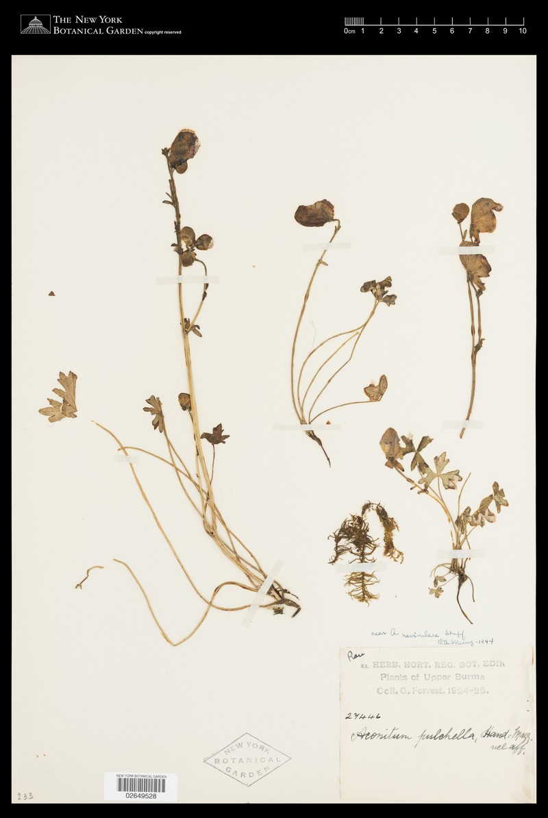 Aconitum naviculare photo 4