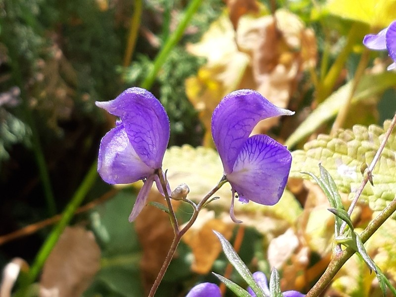 Aconitum nemorum