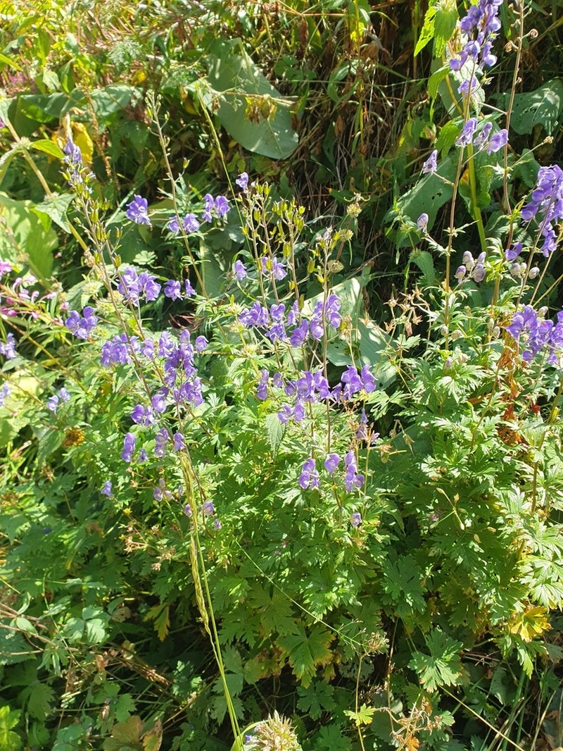Aconitum nemorum photo 2