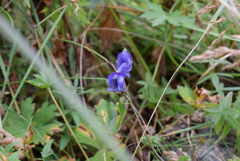 Aconitum nemorum photo 3