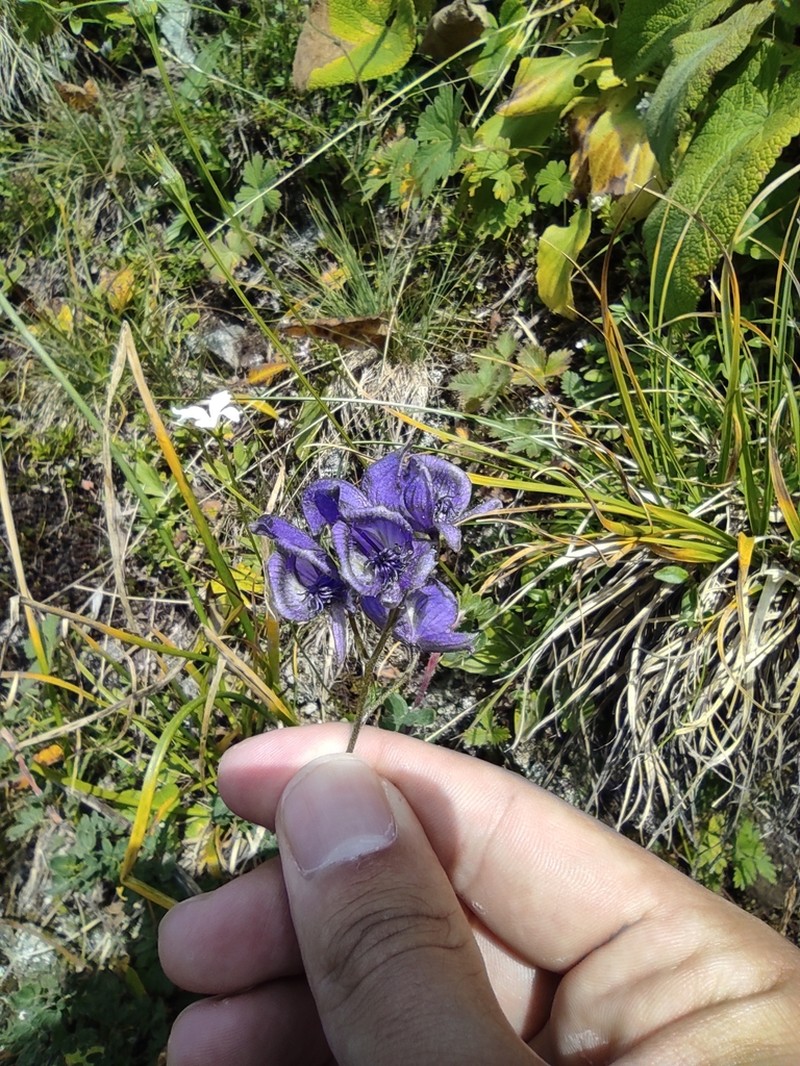 Aconitum nemorum photo 4