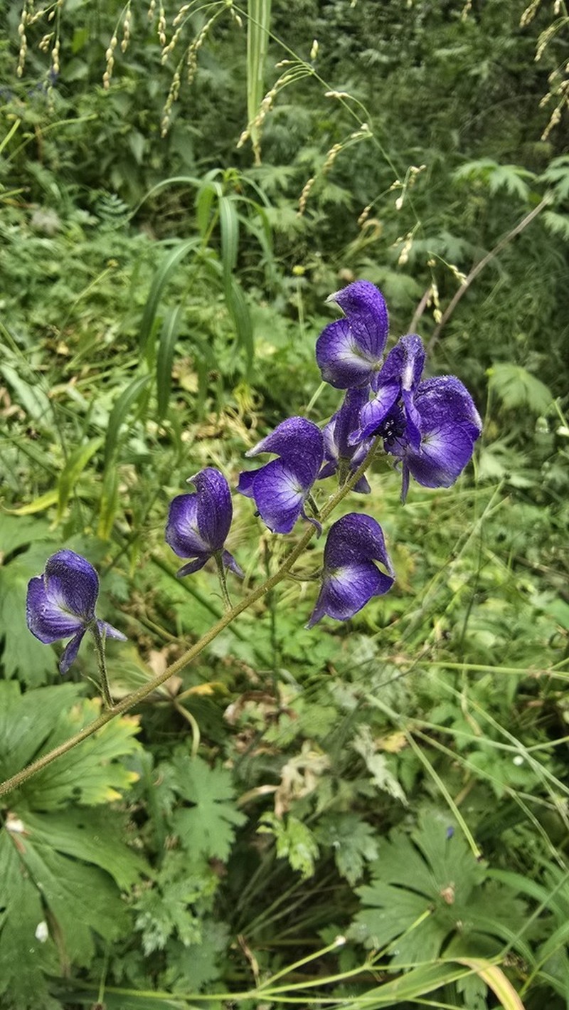 Aconitum nemorum photo 5