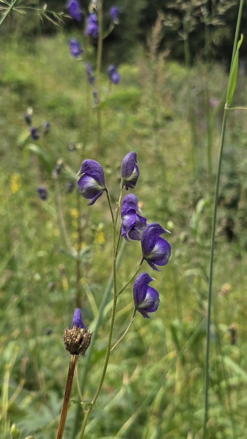 Aconitum nemorum photo 6