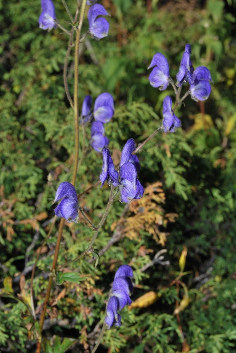 Aconitum nemorum photo 7