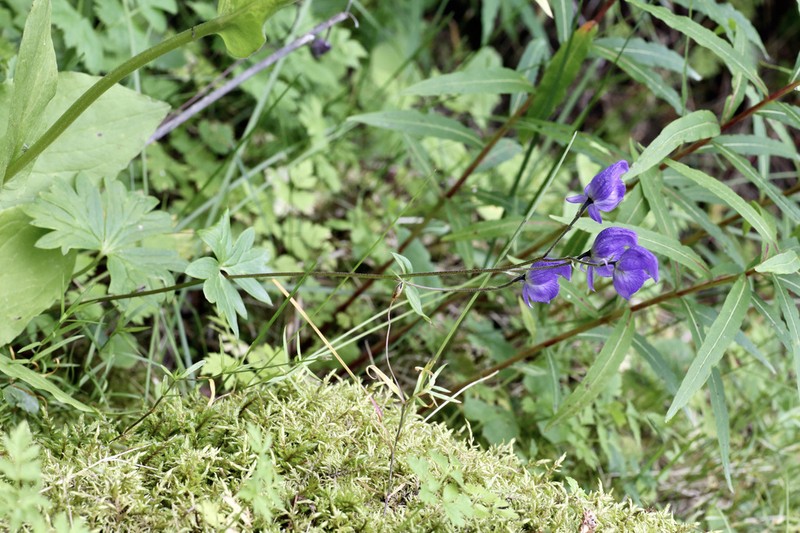 Aconitum nemorum photo 8
