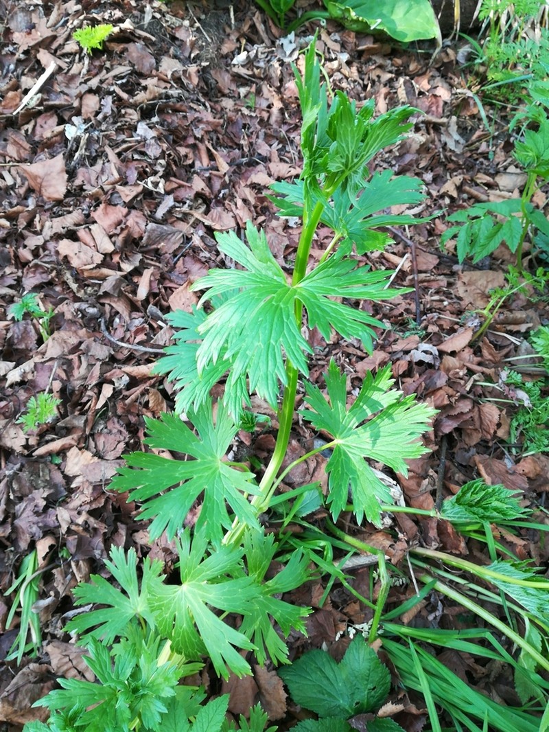 Aconitum neosachalinense photo 2