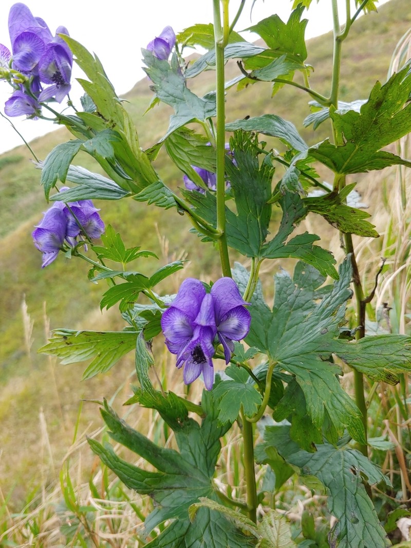 Aconitum neosachalinense photo 3