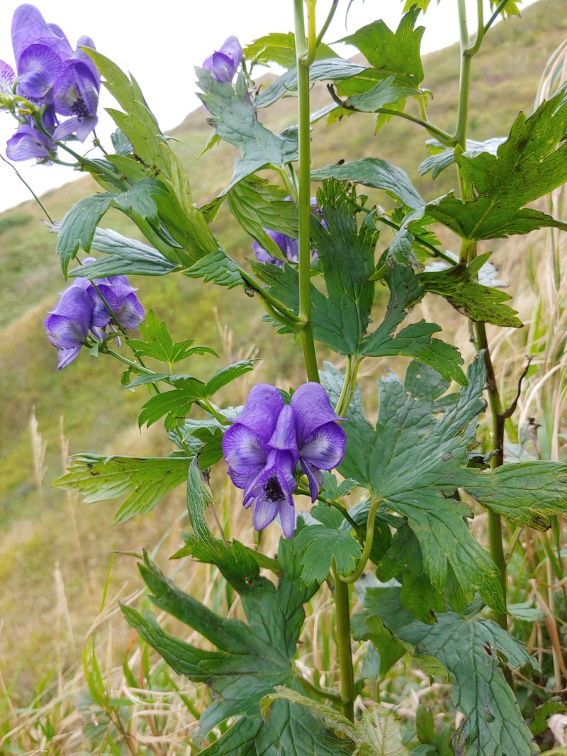 Aconitum neosachalinense photo 4