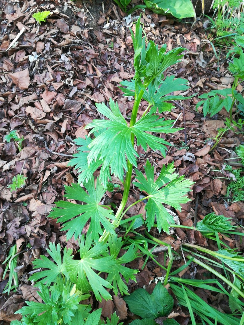Aconitum neosachalinense photo 5