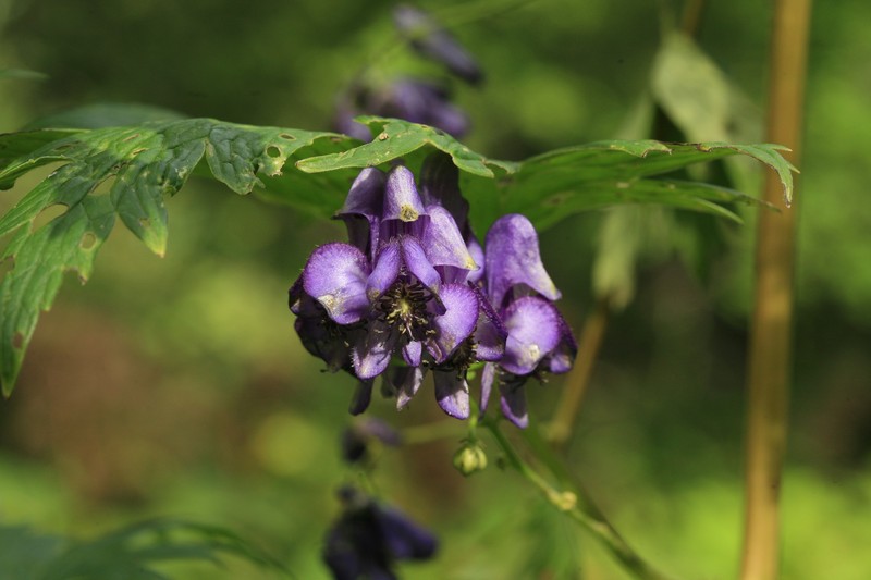 Aconitum neosachalinense photo 6