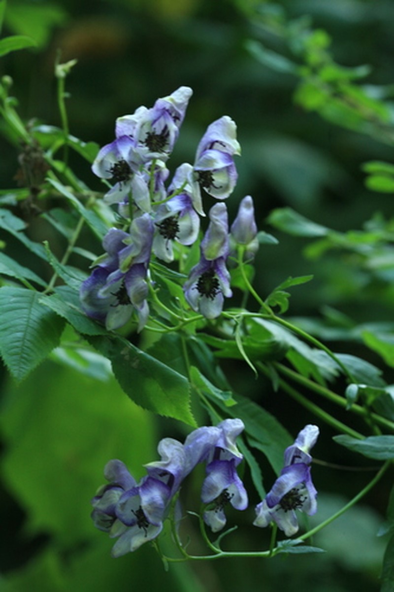Aconitum neosachalinense photo 7