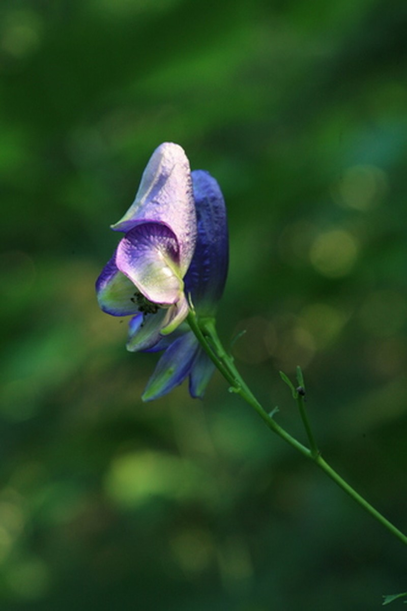 Aconitum neosachalinense photo 8