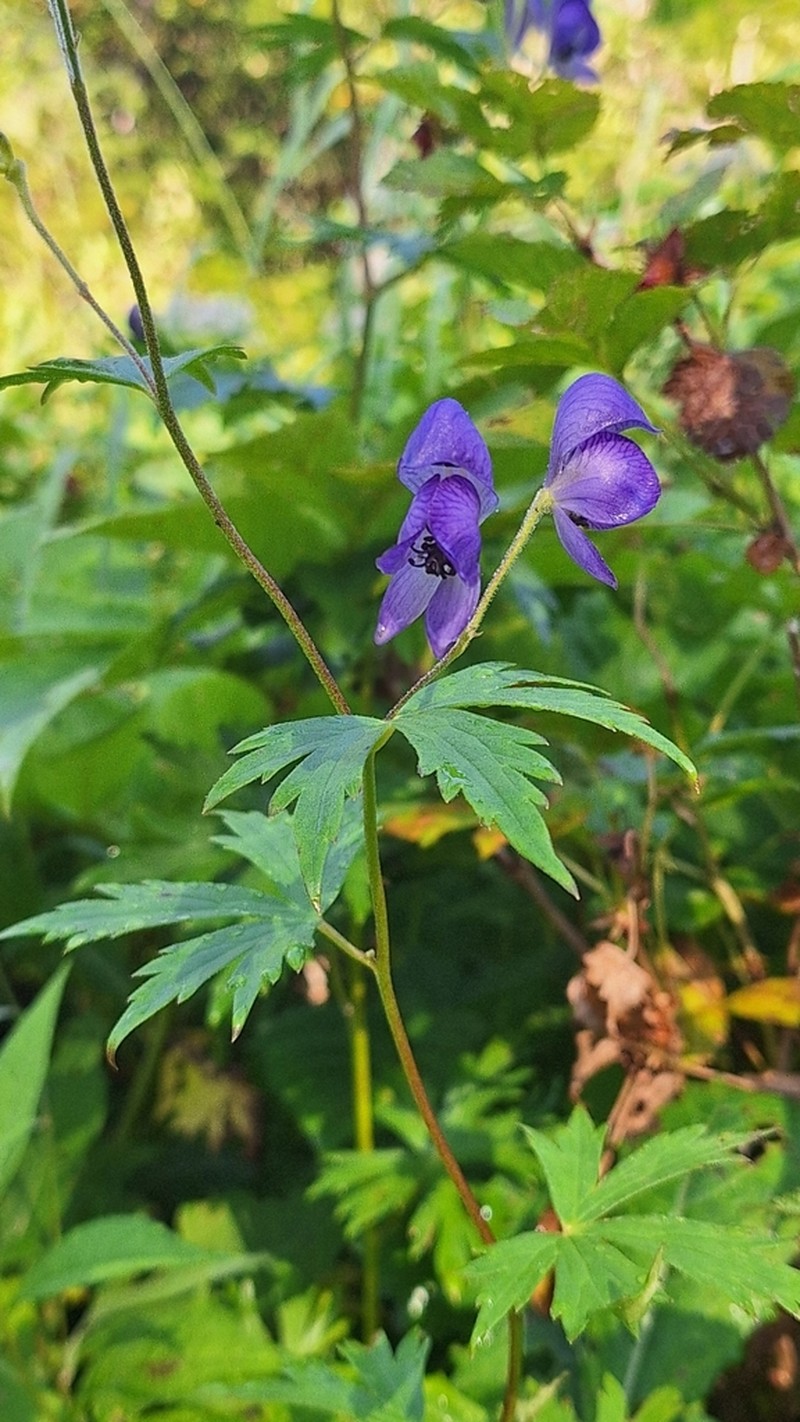 Aconitum nipponicum