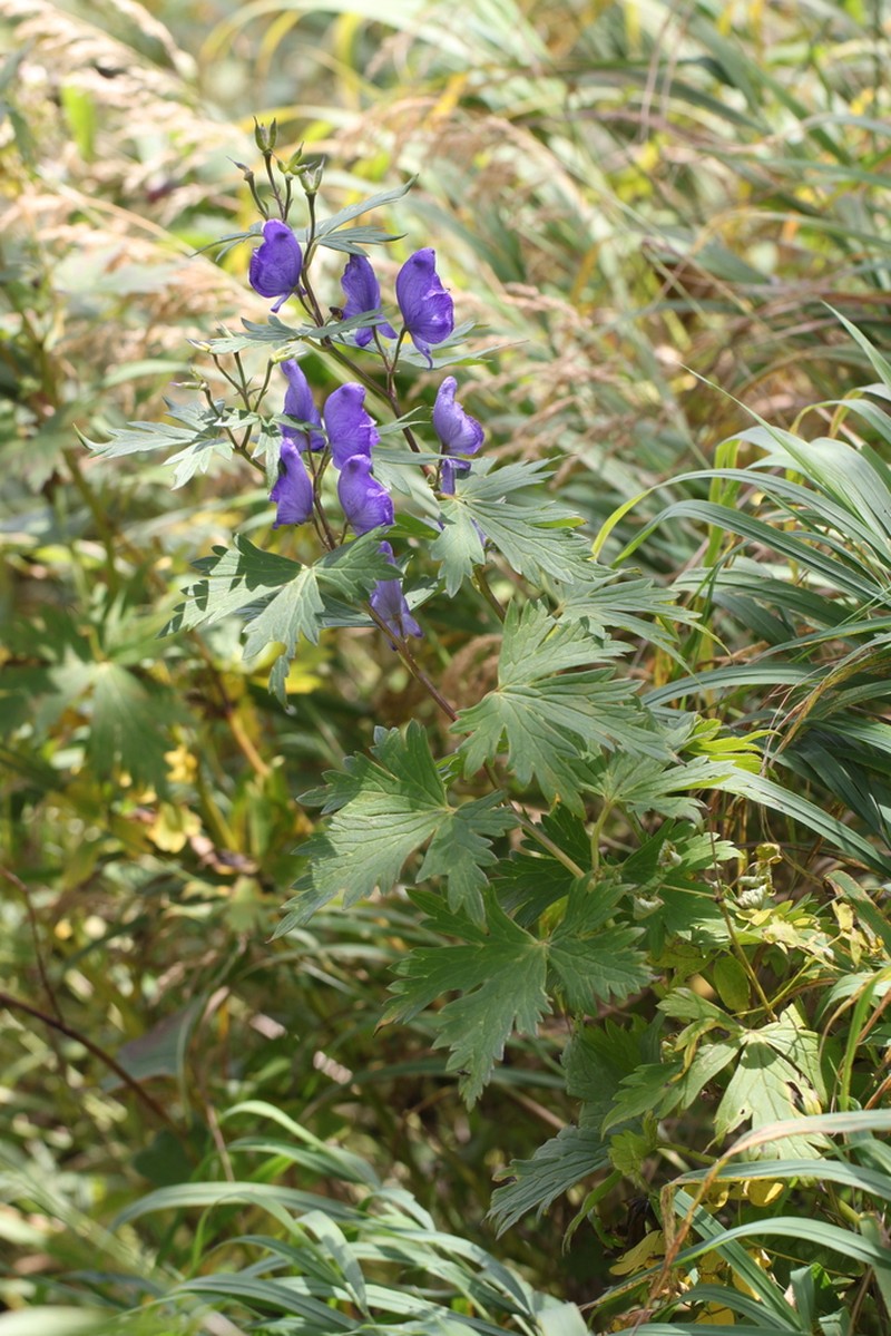 Aconitum nipponicum photo 3