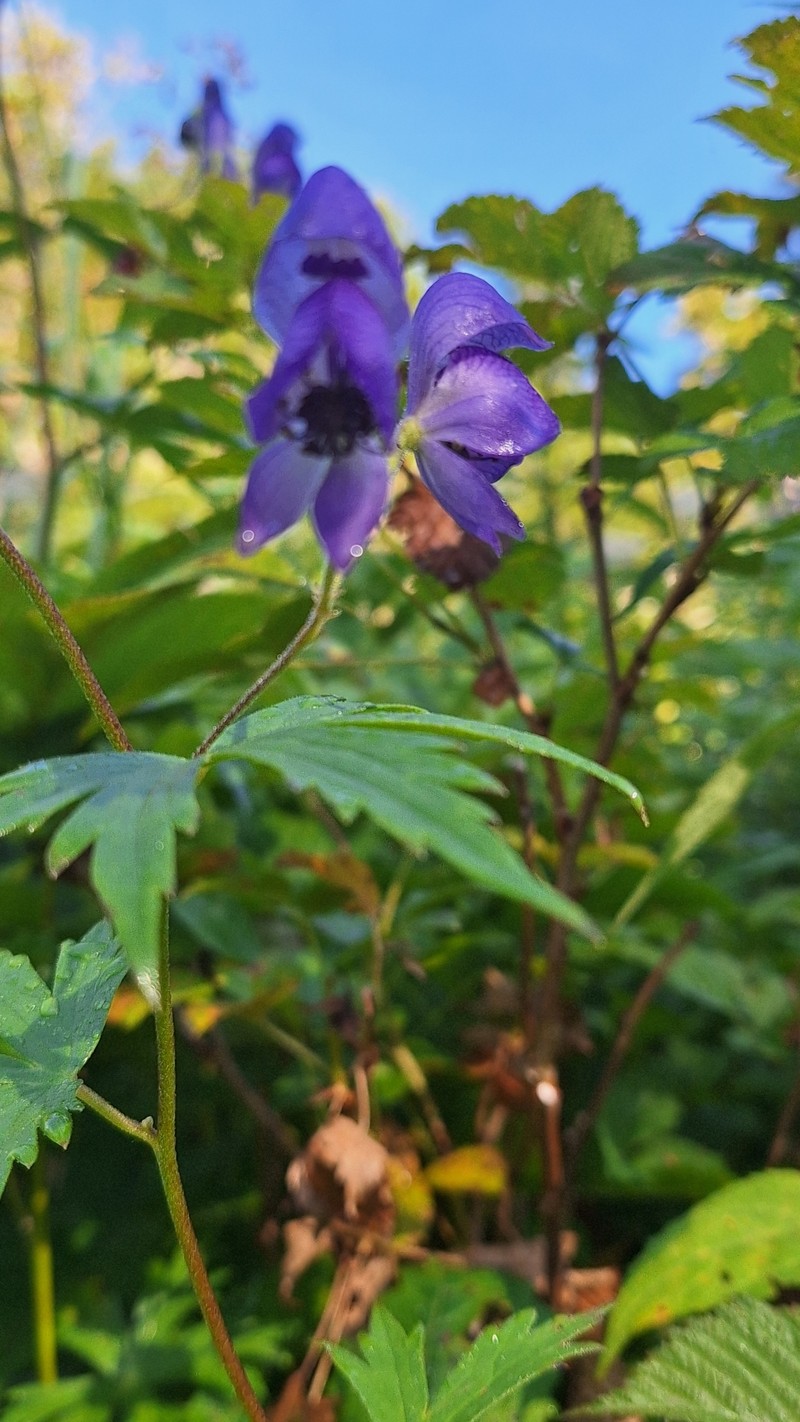 Aconitum nipponicum photo 4