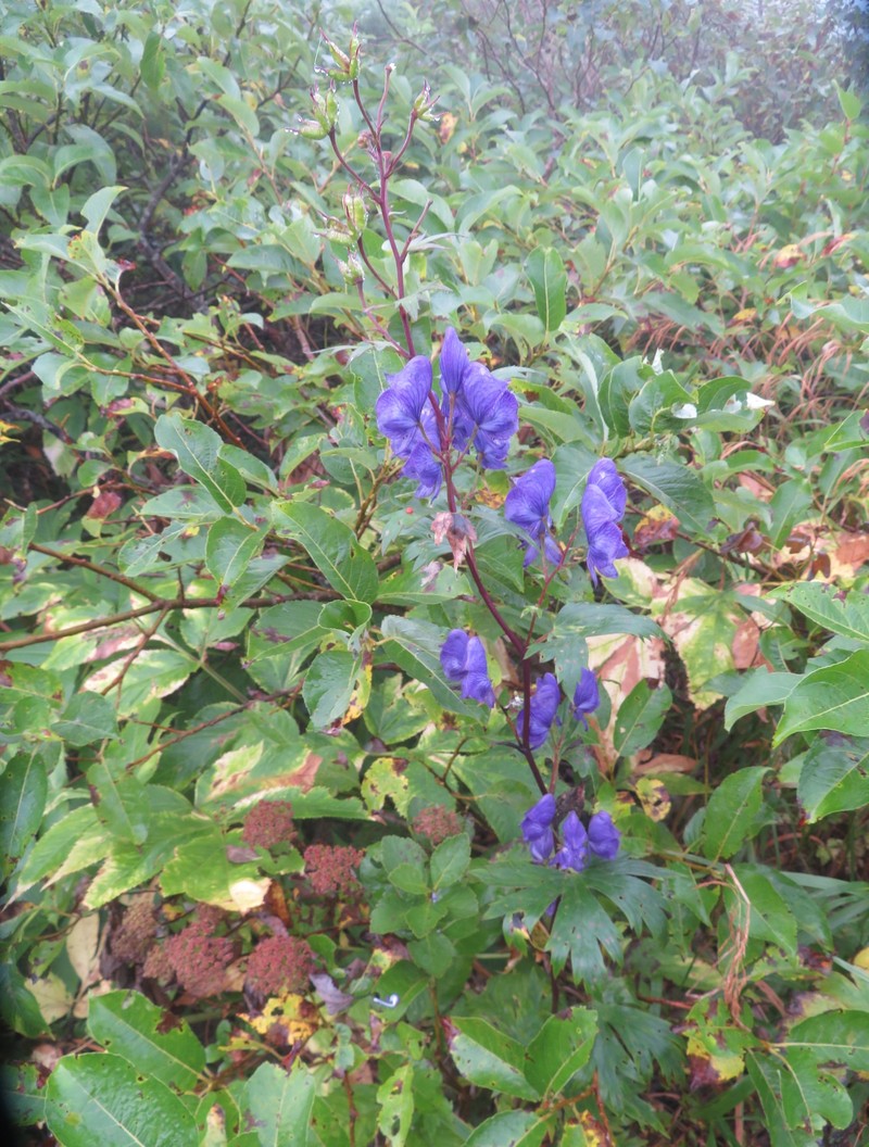 Aconitum nipponicum photo 5