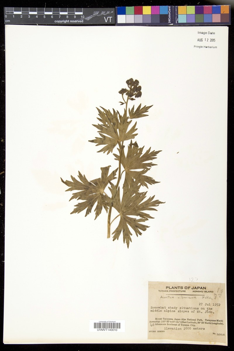 Aconitum nipponicum photo 6