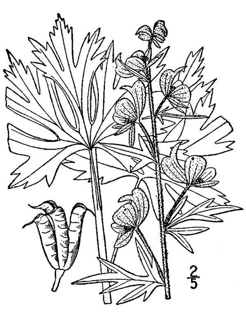 Northern Blue Monkshood photo 2