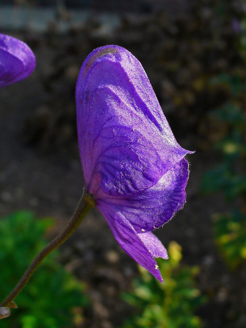 Northern Blue Monkshood photo 3