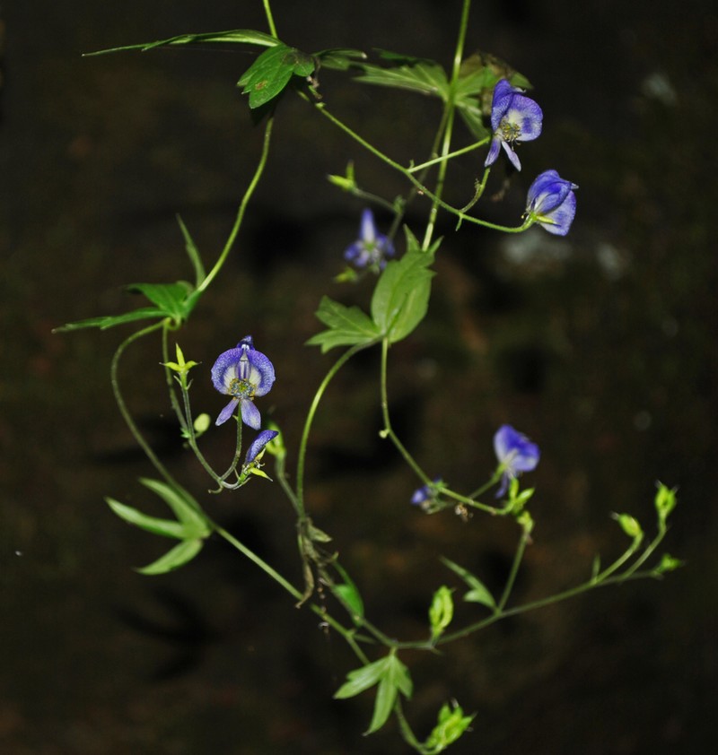 Northern Blue Monkshood photo 4