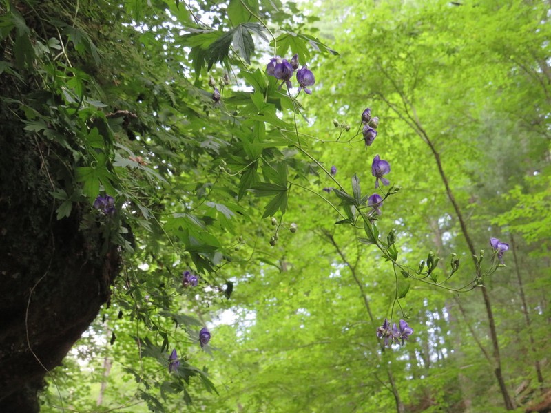Northern Blue Monkshood photo 5
