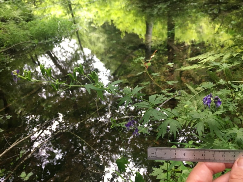 Northern Blue Monkshood photo 6
