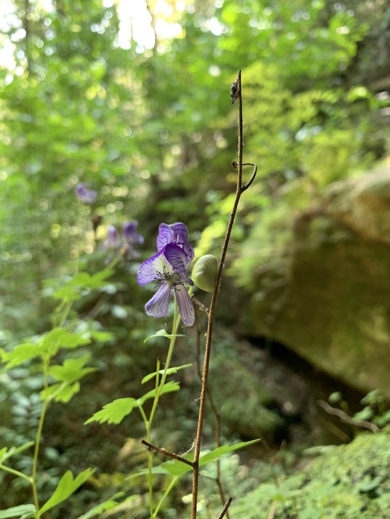 Northern Blue Monkshood photo 8