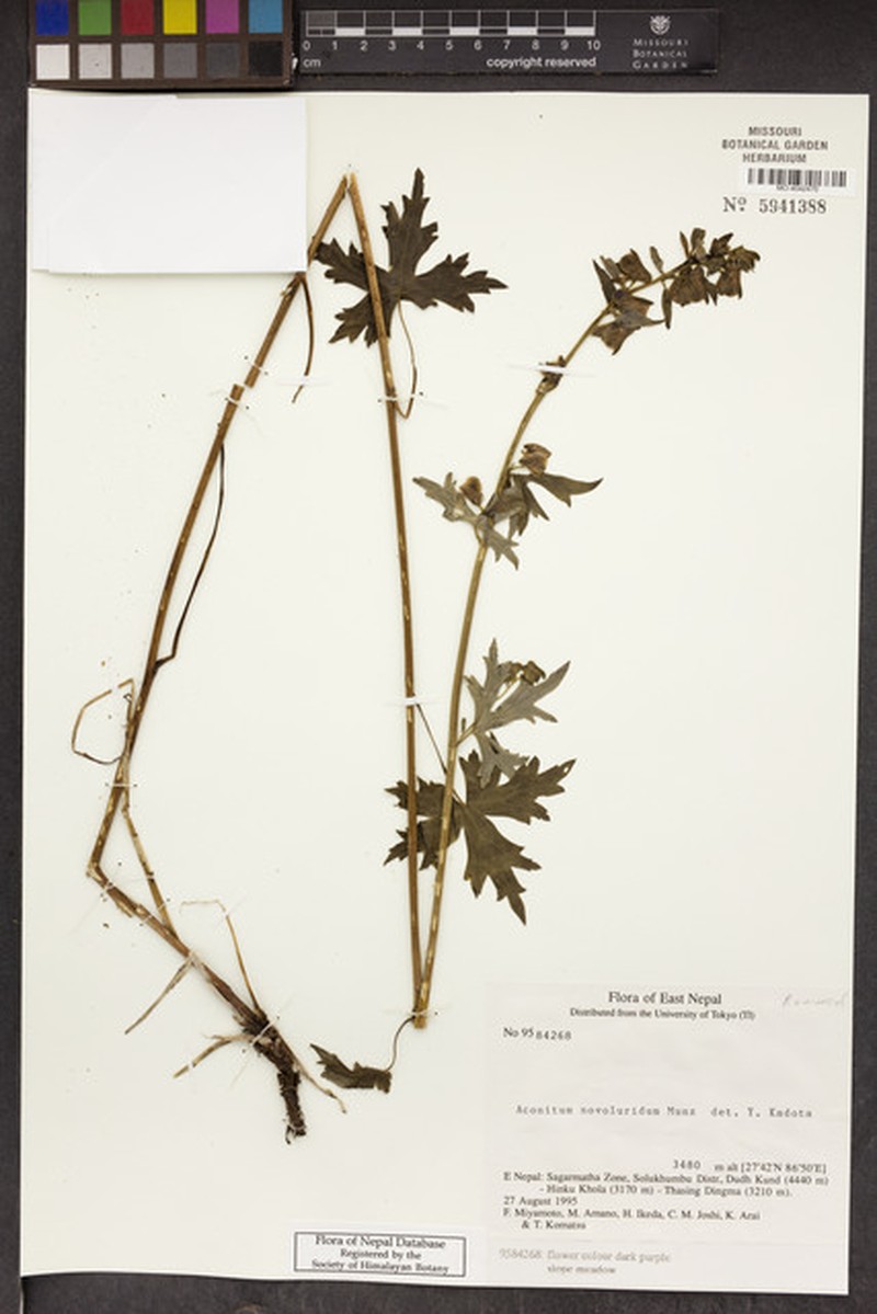 Aconitum novoluridum