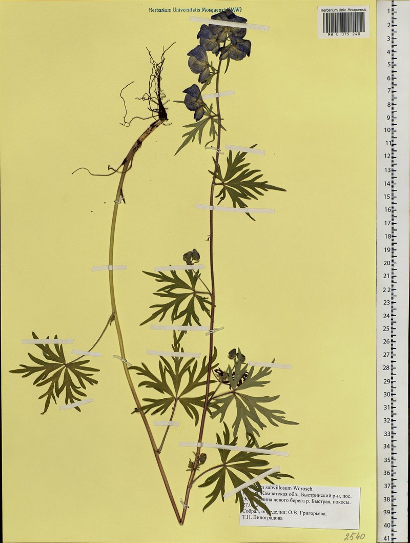 Aconitum ochotense